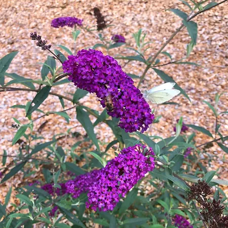 Daire Billund Rooms Billund