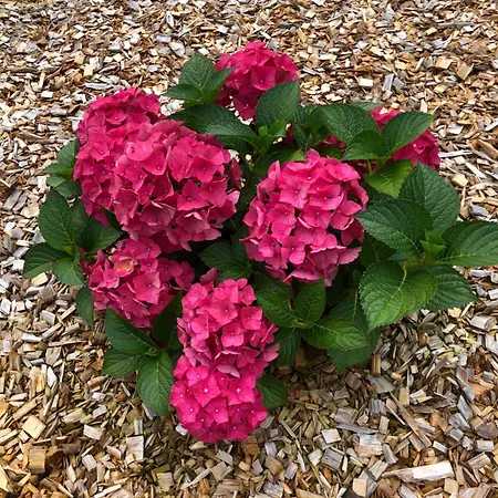 Daire Billund Rooms *